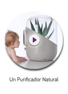 Un purificador natural Andrea
